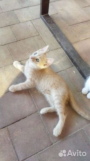 Котята в добрые руки бесплатно