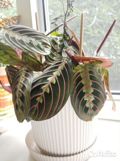 Маранта триколор