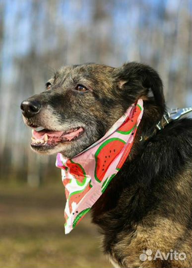 Пожилая Балин боится умереть в клетке приюта