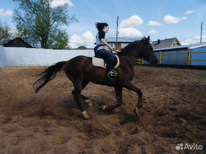 Постой для лошадей и пони