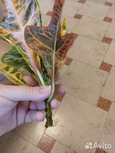 Кротон. Петра, экселент, брызги шампанского