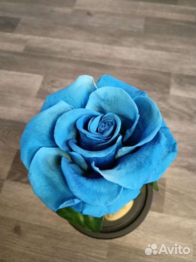 Роза в колбе