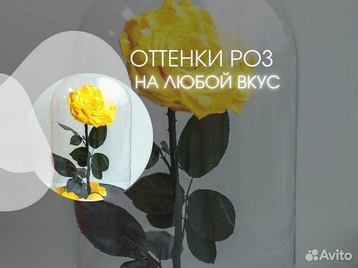 Роза в колбе. Вечная