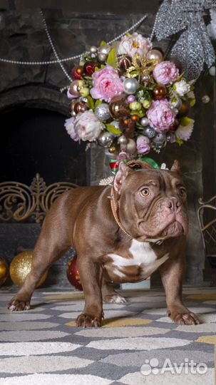 Американский Булли, девочка