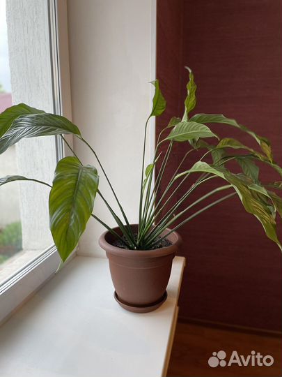 Спатифиллум (женское счастье)