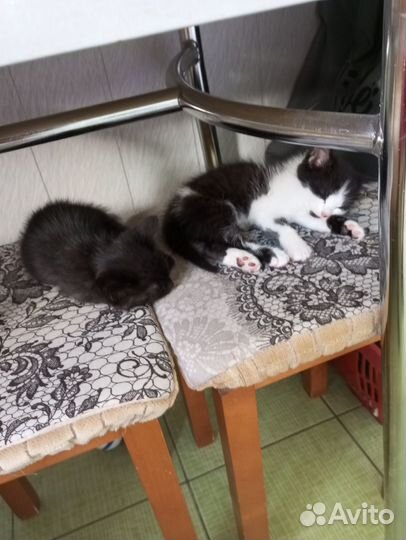 В добрые ручки