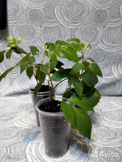 Циссус березка