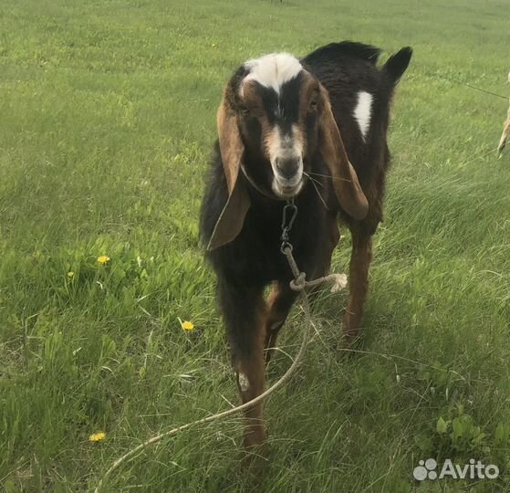 Коза дойная, козел на случку