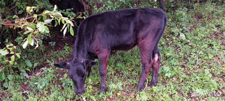 Коровы быки телята