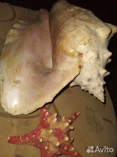 Ракушка большая океаническая