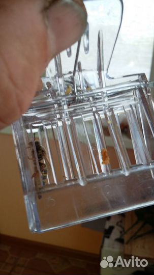 Пчеломатки