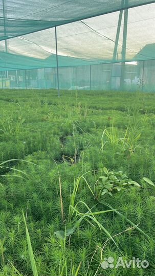 Саженцы сосны зкс от производителя