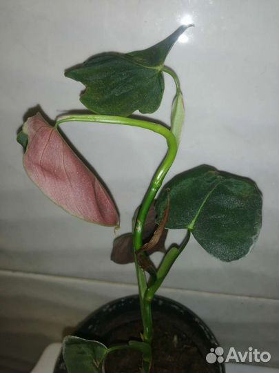 Филодендрон Люпинум Lupinum