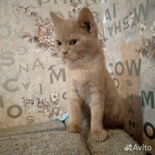 Шотландская