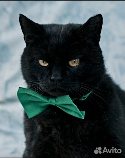 Очень толстый кот