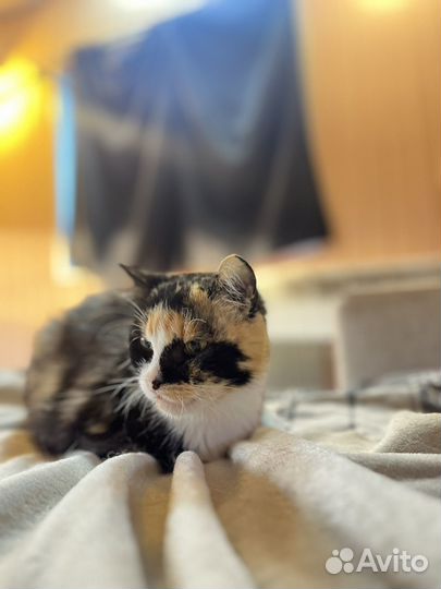 Маруся живет в приюте и никто ее не замечает