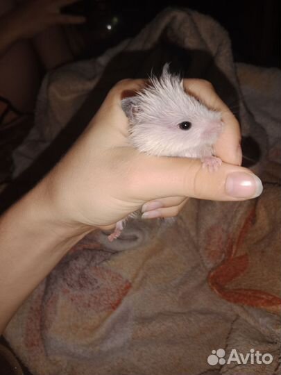 Сирийский хомяк бесплатно