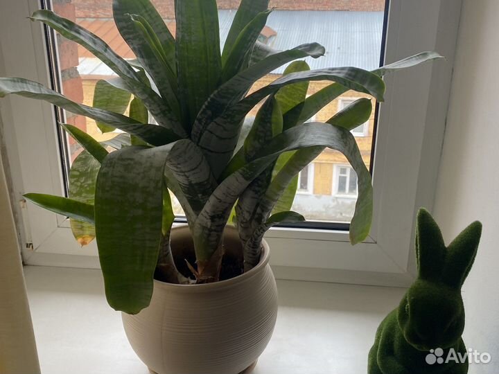 Сансевиерия отростки