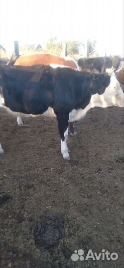 Продаются коровы, тёлки и телята