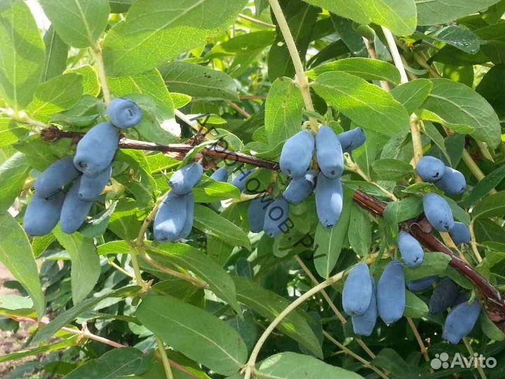 Саженцы жимолости съедобные