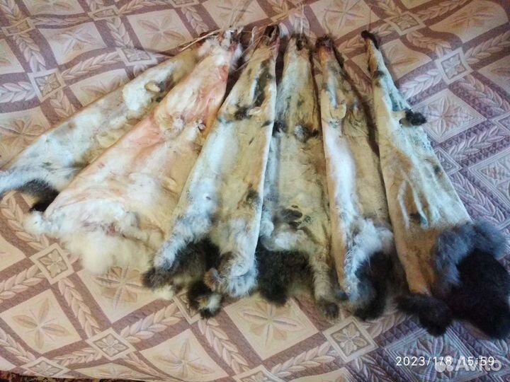 Шкурки кроликов 2023 года