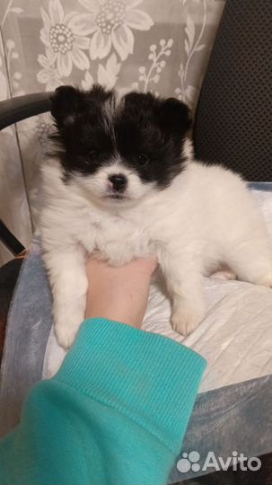 Щенки померанского шпица