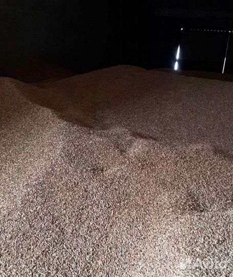 Фуражная пшеница, Ячмень озимый на корм