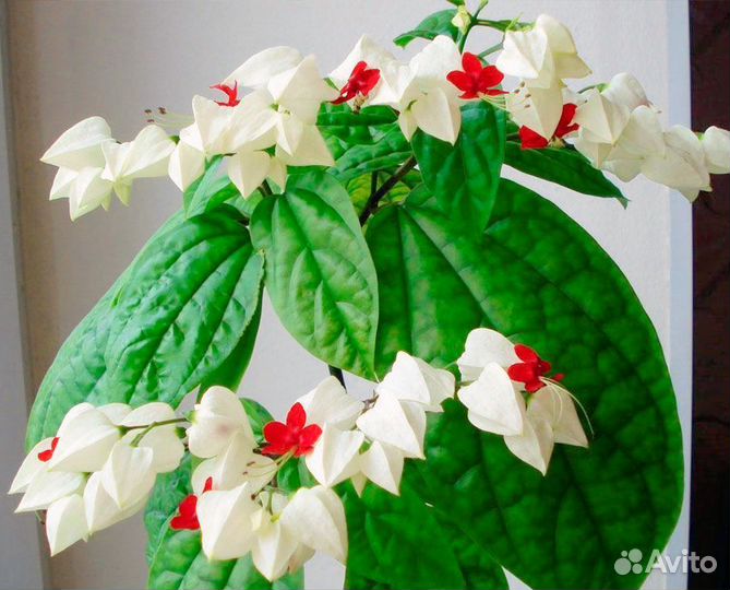 Кленодендрум отросток укорененный