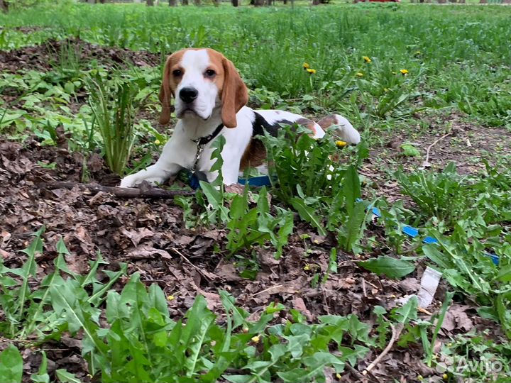 Бигль вязка