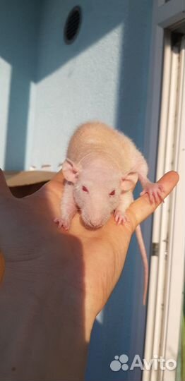 Крыса Фазз Дабл Рекс с клеткой