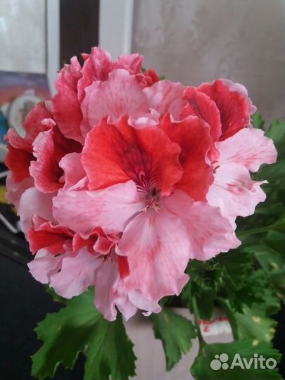 Пеларгония герань