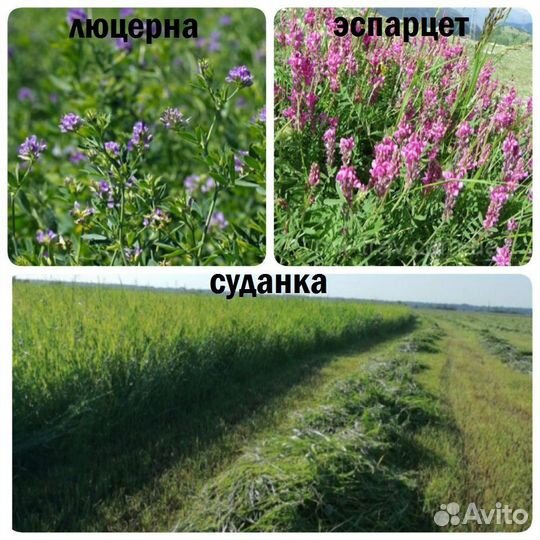 Семена люцерны,суданки,эспарцета