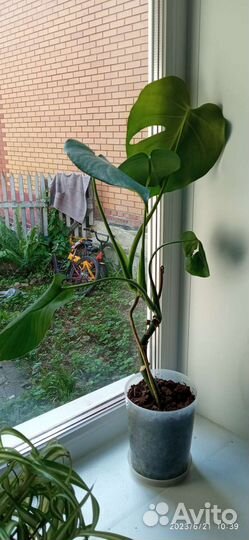 Монстера и денежное дерево