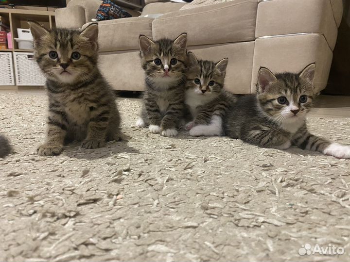 Котята в добрые руки
