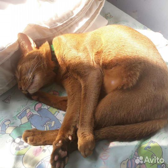 Абиссинский кот