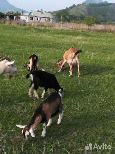 Продам дойных коз, козочек