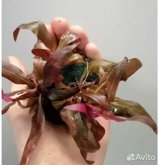 Альтернатера на питательной кочке (5-6 cм )