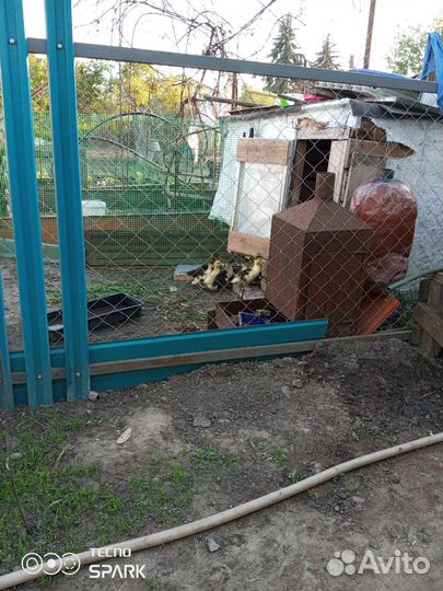 Мускусные утята индоутки