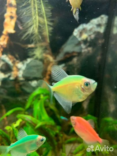 Аквариумные рыбки