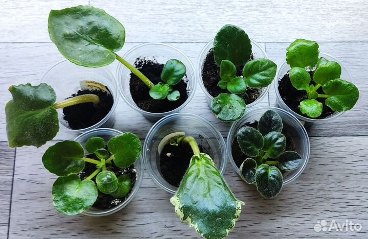 Сортовые фиалки набор