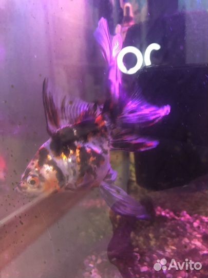 Аквариум с тумбой 50 литров