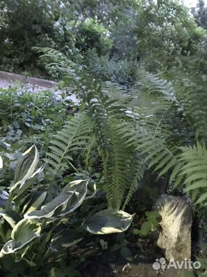 Папоротник садовый