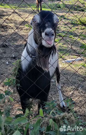 Козёл Ла-Манча 100