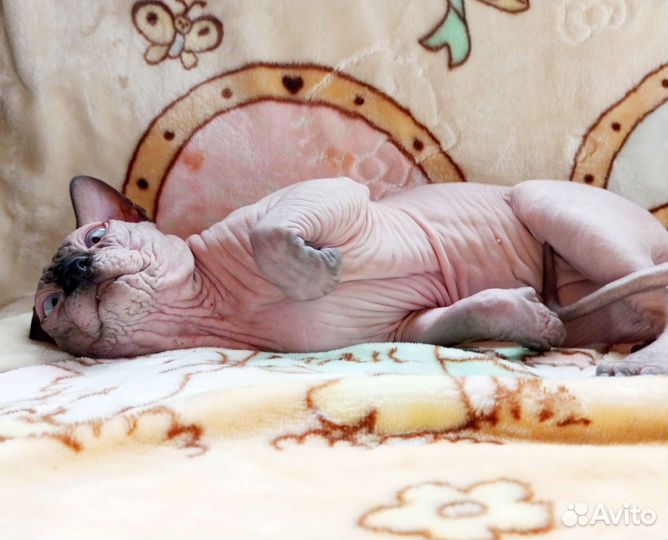 Канадский сфинкс в дар