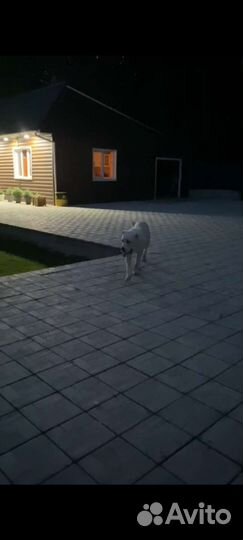 Вязка Алабай