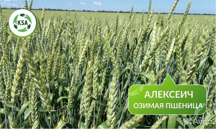 Озимая пшеница 