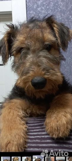 Эрдельтерьер