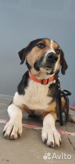 Собаки бесплатно в добрые руки