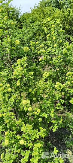 Калина бульденеж