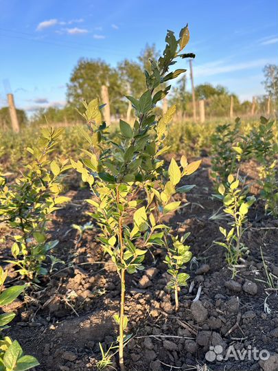 Кизильник с закрытой корневой системой
